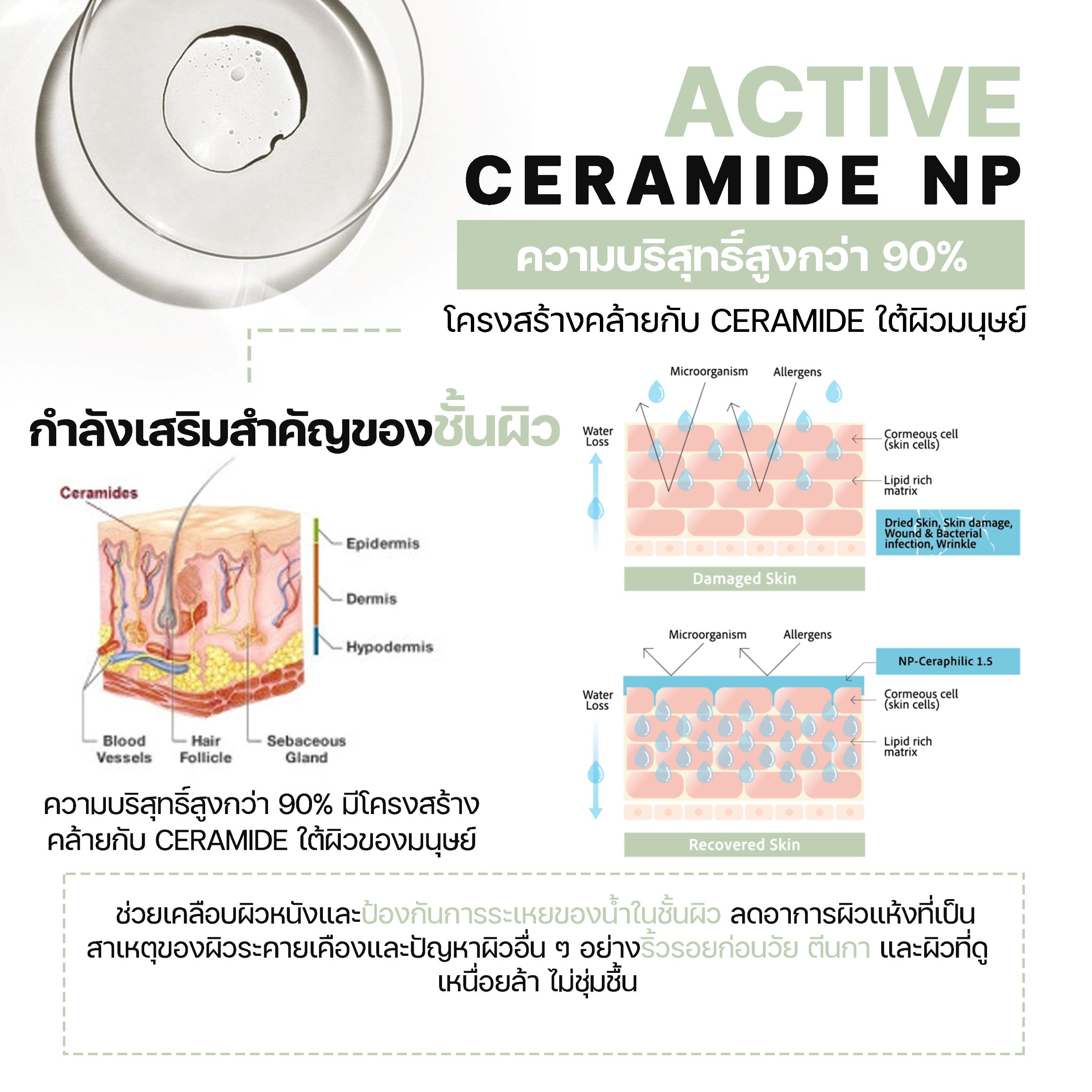 สารสกัด Ceramide
