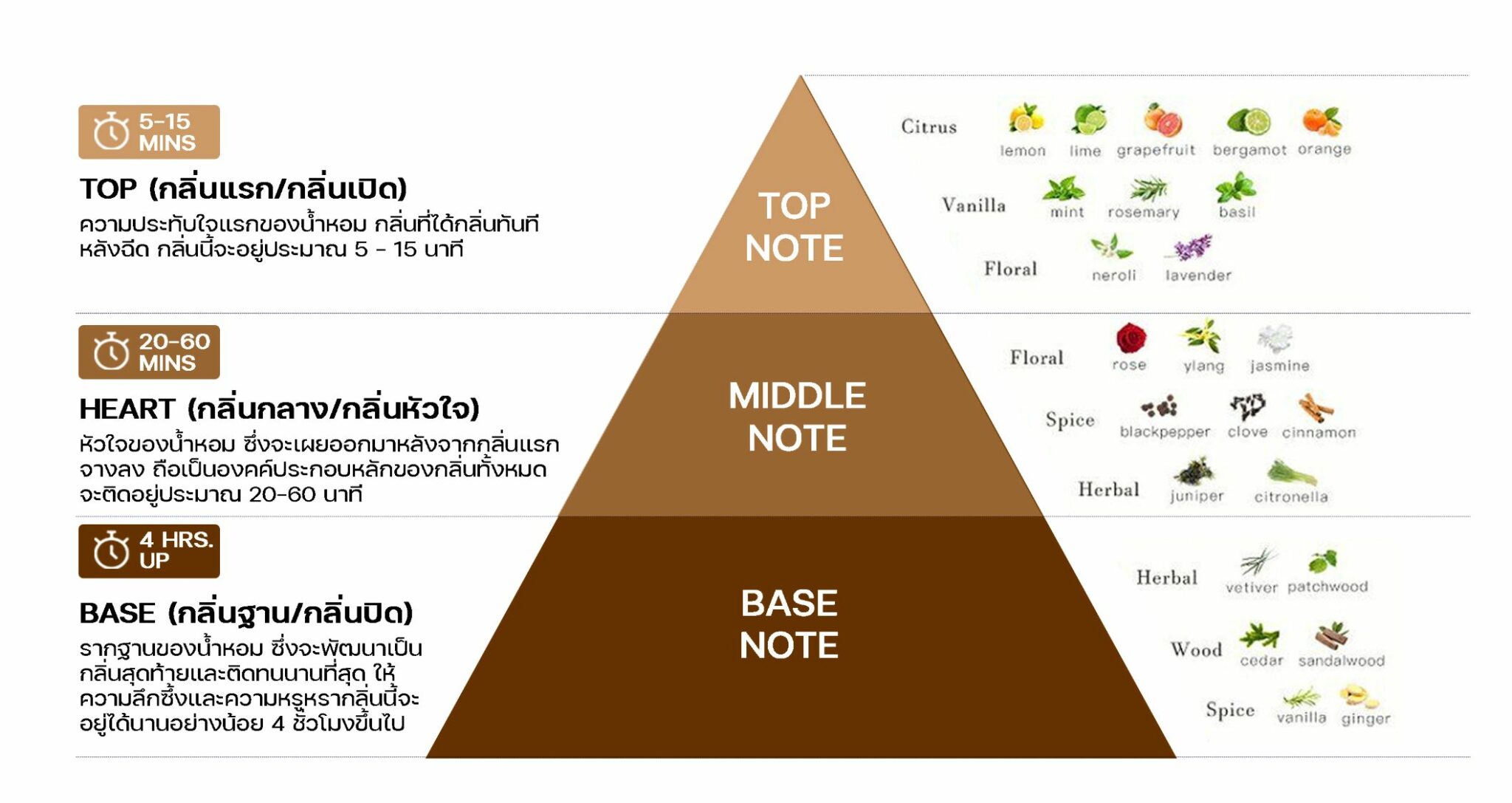 Top Notes Middle Notes Base Notes Examples Top Note Middle Note Base Note คืออะไร? สิ่งที่ต้องรู้ก่อนสร้างแบรนด์ ...